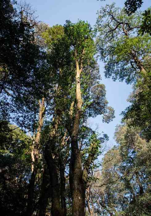 野甜茶的千年传承之路,从宽叶木兰到独特品质的演化密码 野生茶到底是个怎样的存在?