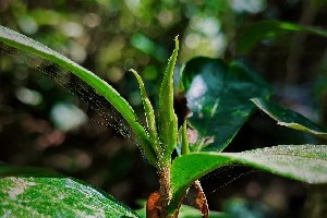 野甜茶的千年传承之路,从宽叶木兰到独特品质的演化密码 野甜茶的千年传承之路,从宽叶木兰到独特品质的演化密码