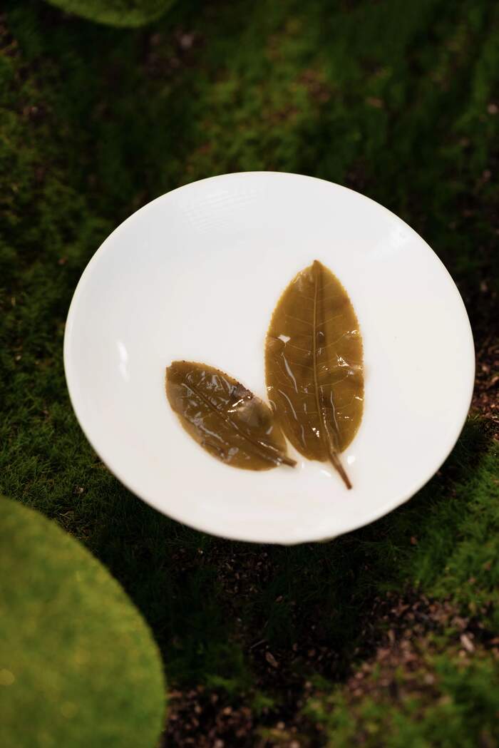 普洱茶叶底藏着的秘密,学会观察茶叶品质真相 叶底,藏着茶叶的“体检报告