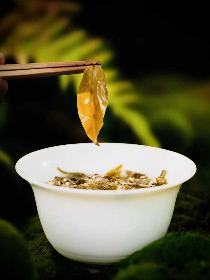 普洱茶叶底藏着的秘密,学会观察茶叶品质真相 叶底,藏着茶叶的“体检报告