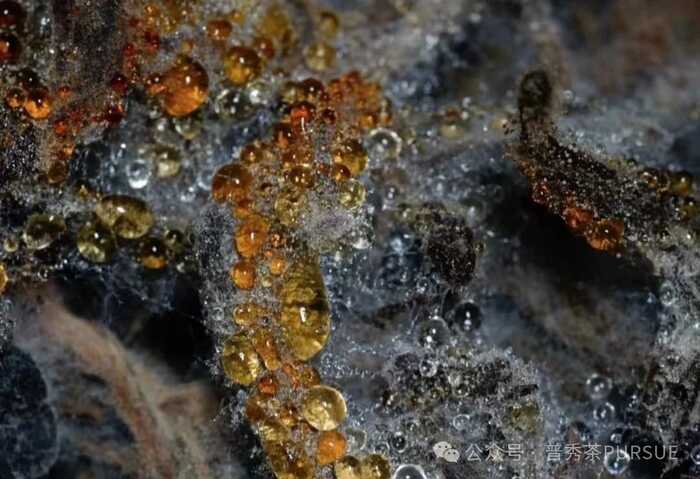 普洱熟茶香气成分随年份变化的科学解析 闻茶香识年份,真的?假的?