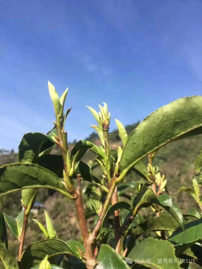 普洱熟茶香气成分随年份变化的科学解析 闻茶香识年份,真的?假的?