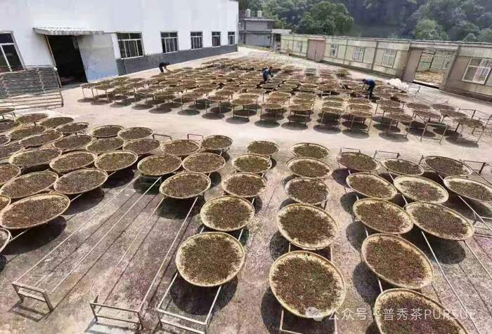 普洱熟茶香气成分随年份变化的科学解析 闻茶香识年份,真的?假的?