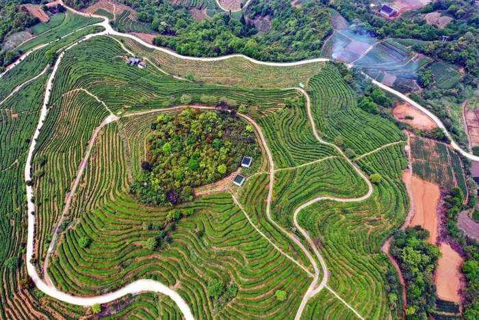 有机白茶与常规白茶品质对比:滋味化学特征分析 有机茶VS常规茶 白毫银针和白牡丹滋味化学特征解析