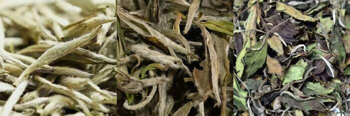 有机白茶与常规白茶品质对比:滋味化学特征分析 有机茶VS常规茶 白毫银针和白牡丹滋味化学特征解析