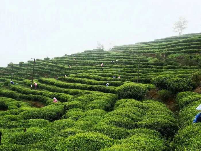 有机白茶与常规白茶品质对比:滋味化学特征分析 有机茶VS常规茶 白毫银针和白牡丹滋味化学特征解析