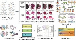 玫瑰红茶窨制工艺优化 花香物质富集关键技术突破 四川农业大学杜晓教授团队Food Chemistry成果:红茶窨制激活代谢途径提升玫瑰花香释放的关键机制
