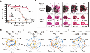 玫瑰红茶窨制工艺优化 花香物质富集关键技术突破 四川农业大学杜晓教授团队Food Chemistry成果:红茶窨制激活代谢途径提升玫瑰花香释放的关键机制