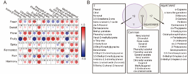 玫瑰红茶窨制工艺优化 花香物质富集关键技术突破 四川农业大学杜晓教授团队Food Chemistry成果:红茶窨制激活代谢途径提升玫瑰花香释放的关键机制