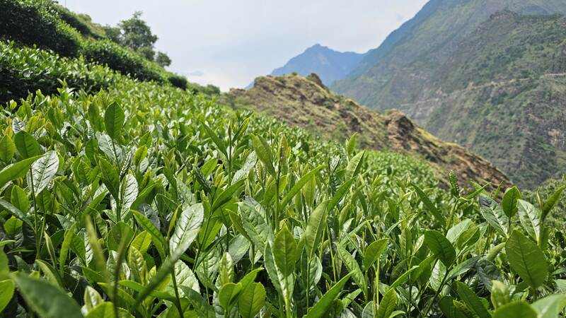 中国最高海拔茶园揭秘:西藏易贡茶场与四川九龙古茶园 中国海拔最高的茶园
