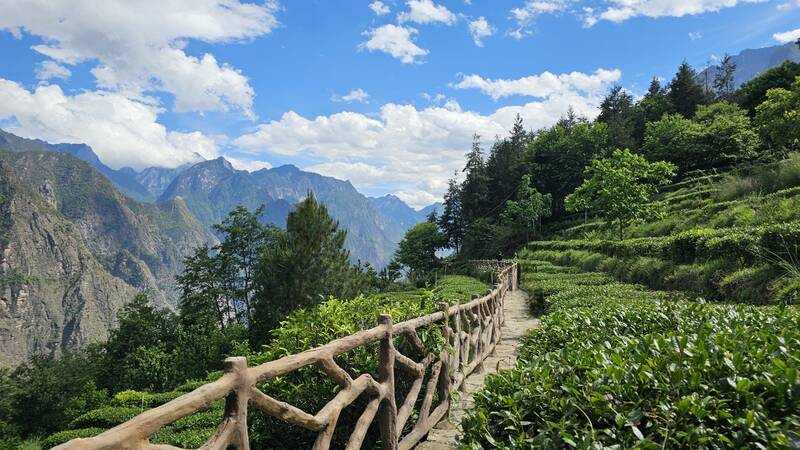 中国最高海拔茶园揭秘:西藏易贡茶场与四川九龙古茶园 中国海拔最高的茶园