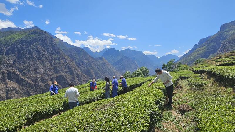 中国最高海拔茶园揭秘:西藏易贡茶场与四川九龙古茶园 中国海拔最高的茶园
