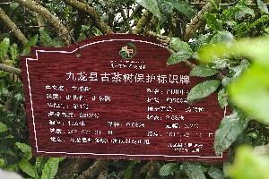 中国最高海拔茶园揭秘：西藏易贡茶场与四川九龙古茶园