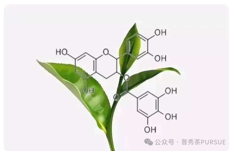 普洱茶新陈转化的科学奥秘:新茶如何蜕变醇香老茶 茶理研究 普洱茶越陈越香的秘密
