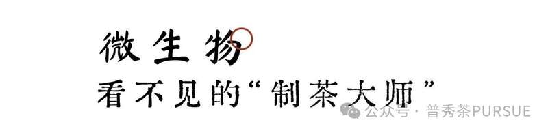 普洱茶新陈转化的科学奥秘:新茶如何蜕变醇香老茶 茶理研究 普洱茶越陈越香的秘密