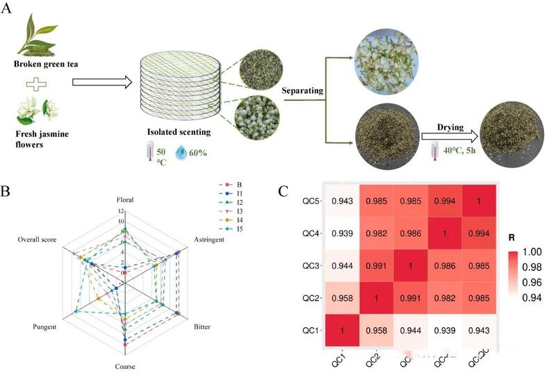 碎绿茶窨花工艺优化研究揭示最佳窨制时间提升品质机理 代谢组学解析茶、花分离窨花(isolated scenting)对碎绿茶滋味的影响