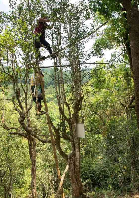 普洱茶纯料与拼配之争:两种美学价值的理性分析 拼配与纯料茶:不是对立而是互补