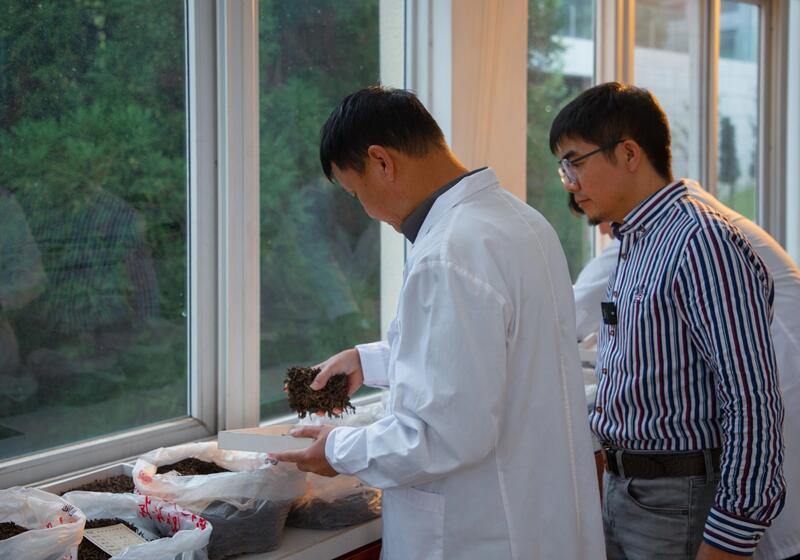 普洱茶纯料与拼配之争:两种美学价值的理性分析 拼配与纯料茶:不是对立而是互补