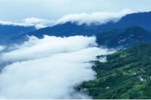 探秘蒙顶山茶非遗制作技艺，千年茶文化传承魅力