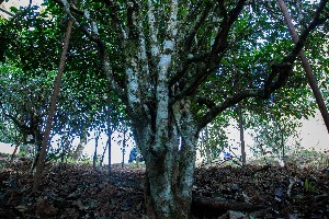 古茶树与古树茶的本质区别：从饮品到生态系统的全面解析