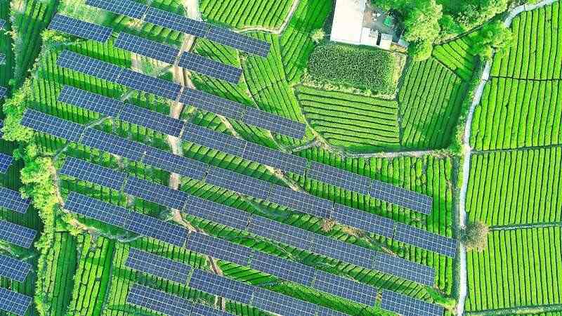 光伏茶园技术发展前景分析:发电与茶叶种植双重收益模式 茶园光伏技术应用研究进展与展望