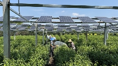 光伏茶园技术发展前景分析:发电与茶叶种植双重收益模式 茶园光伏技术应用研究进展与展望