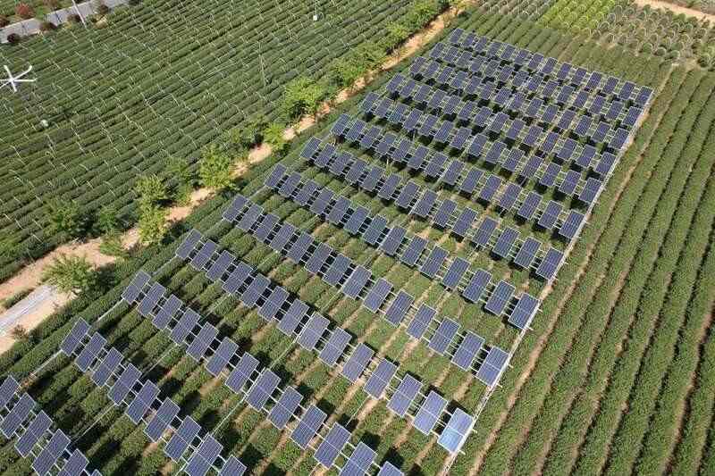 光伏茶园技术发展前景分析:发电与茶叶种植双重收益模式 茶园光伏技术应用研究进展与展望