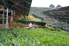 光伏茶园技术发展前景分析:发电与茶叶种植双重收益模式 茶园光伏技术应用研究进展与展望