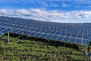 光伏茶园技术发展前景分析：发电与茶叶种植双重收益模式