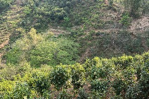 冰岛坝歪老寨台地春茶品鉴体验，20-30年茶树成就甜润口感