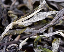 糯伍老寨台地茶:高山云雾滋养的高性价比普洱茶 临沧茶区:冰岛糯伍老寨台地春茶