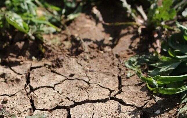 选用哪种耕作方式有利于提升春茶品质？