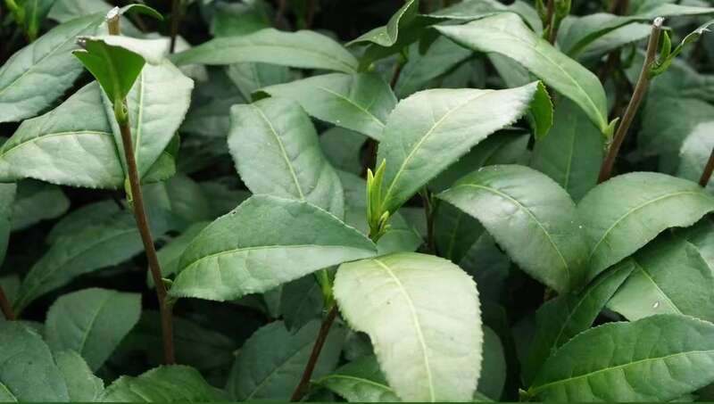 名优茶机采关键技术及其装备研究现状和发展趋势