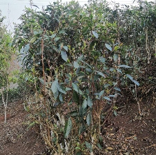 落水洞台地茶的独特魅力:溶洞暗河滋养的易武茶香 易武茶区落水洞的台地茶之谜