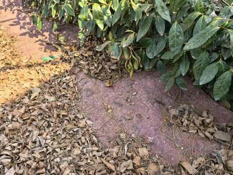 春茶减产，茶园春旱应对攻略！