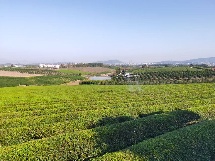 春茶减产，茶园春旱应对攻略！