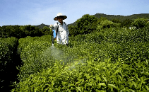 春茶减产，茶园春旱应对攻略！