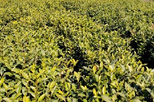 2024年春茶遭遇严重减产 专家支招茶园抗旱保产技术