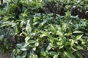 黎阳王《蒙山白云岩茶》作者身份考辨：王越与蒙顶山茶的历史关联