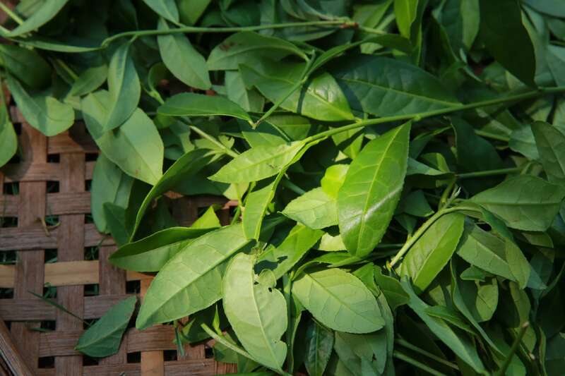 武夷岩茶加工工艺与品质特点解析 武夷岩茶的品质及加工技术研究进展