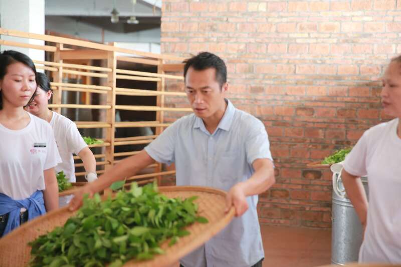 武夷岩茶加工工艺与品质特点解析 武夷岩茶的品质及加工技术研究进展