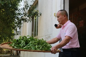 武夷岩茶加工工艺与品质特点解析