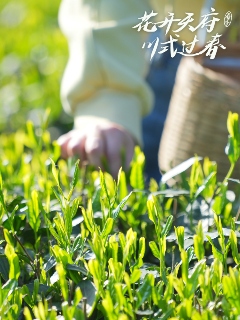 雅安茶文化探秘:从千年蒙顶山茶到春季采茶体验 来不来雅安喝茶?回答我!