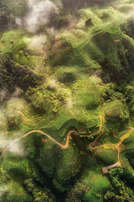 雅安茶文化探秘:从千年蒙顶山茶到春季采茶体验 来不来雅安喝茶?回答我!