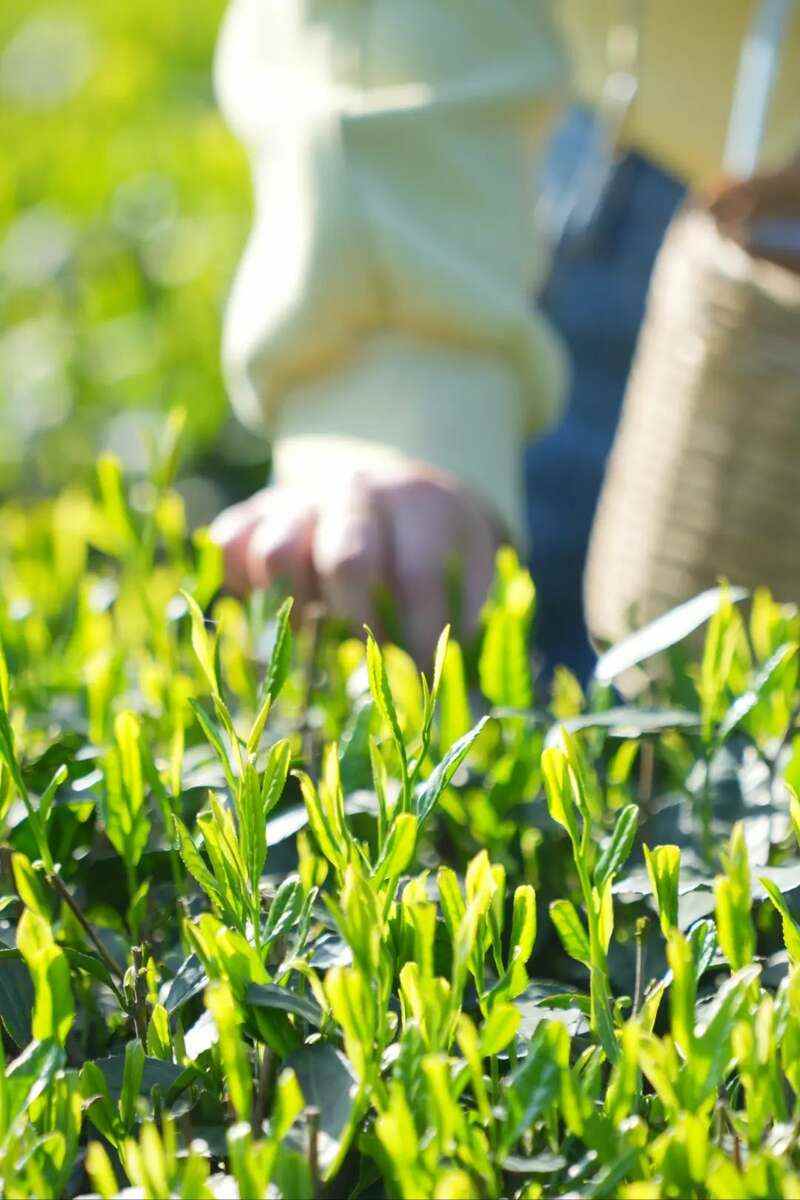 雅安茶文化探秘:从千年蒙顶山茶到春季采茶体验 来不来雅安喝茶?回答我!