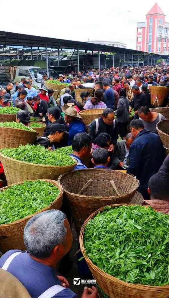 雅安茶文化探秘:从千年蒙顶山茶到春季采茶体验 来不来雅安喝茶?回答我!