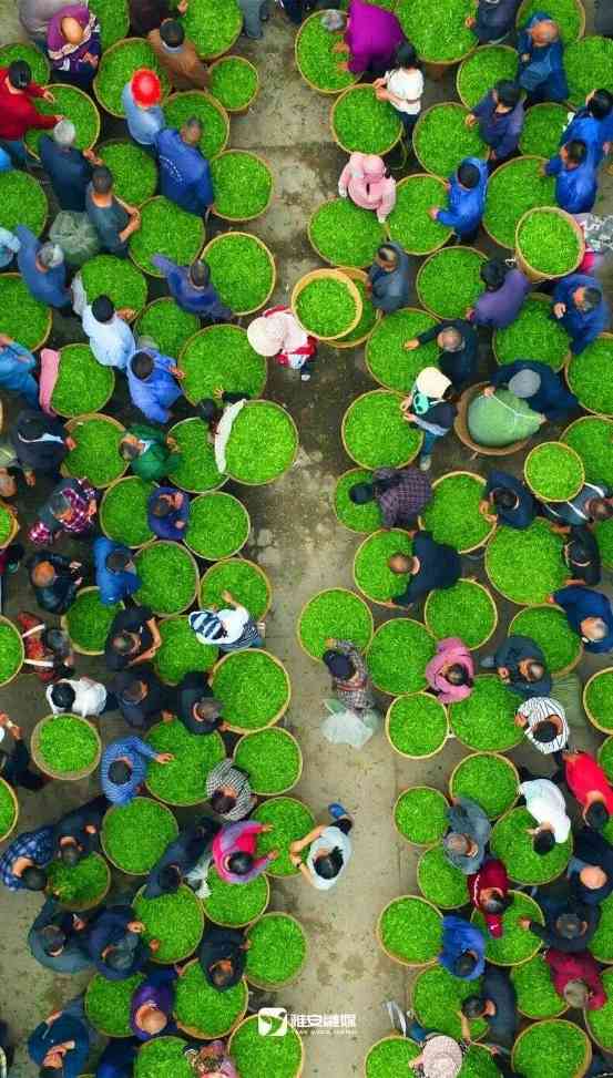 雅安茶文化探秘:从千年蒙顶山茶到春季采茶体验 来不来雅安喝茶?回答我!