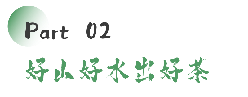雅安茶文化探秘:从千年蒙顶山茶到春季采茶体验 来不来雅安喝茶?回答我!