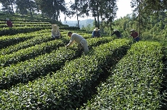 雅安茶文化探秘:从千年蒙顶山茶到春季采茶体验 来不来雅安喝茶?回答我!