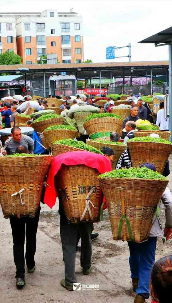 雅安茶文化探秘:从千年蒙顶山茶到春季采茶体验 来不来雅安喝茶?回答我!